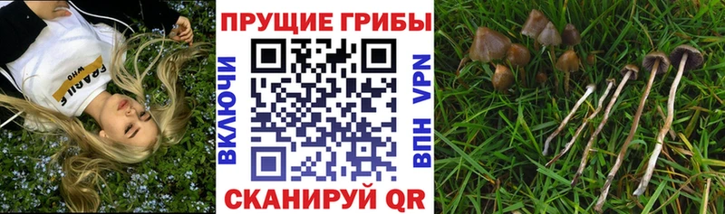 наркота  Лысьва  Псилоцибиновые грибы прущие грибы 